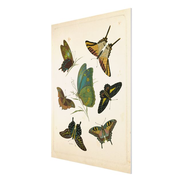 Tavlor retro Vintage Illustration Exotic Butterflies