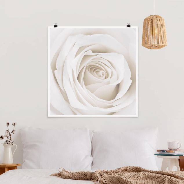Posters blommor  Pretty White Rose