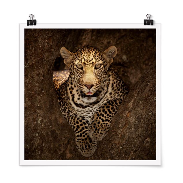 Tavlor Afrika Leopard Resting On A Tree