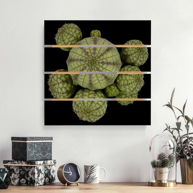 Kök dekoration Euphorbia - Spurge Urchins