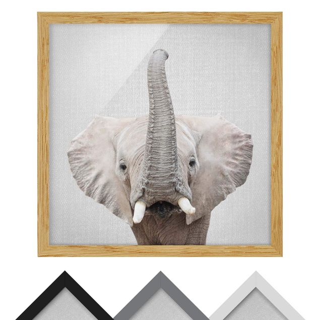 Tavlor svart och vitt Elephant Ewald