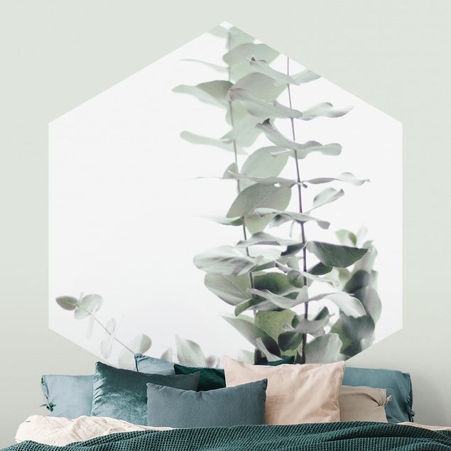 Fototapeter blommor  Eucalyptus In White Light