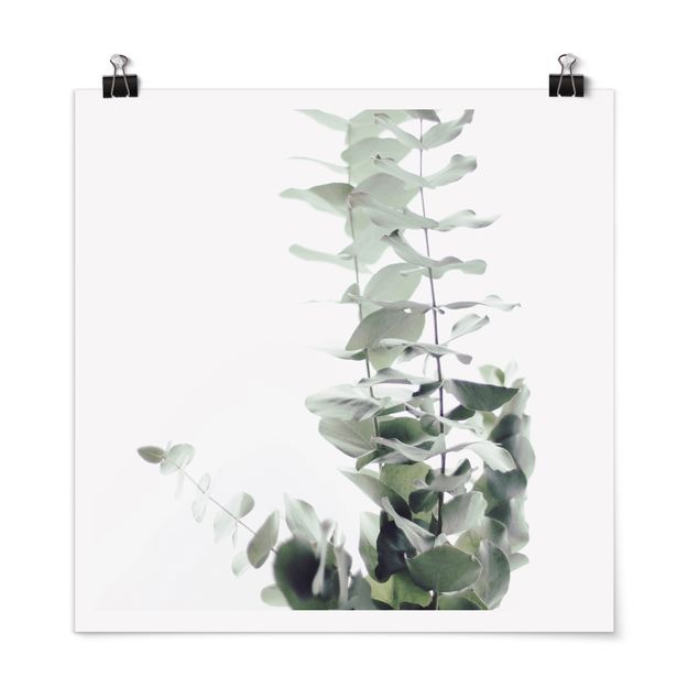 Tavlor blommor  Eucalyptus In White Light