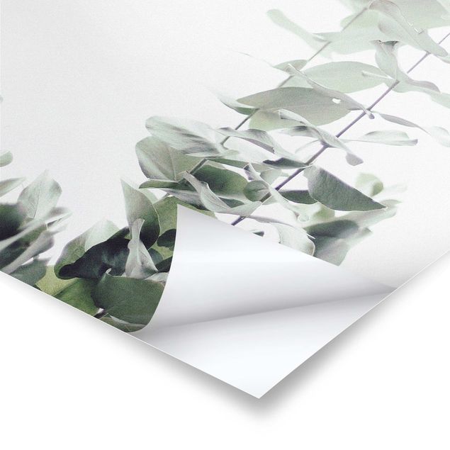 Tavlor Eucalyptus In White Light