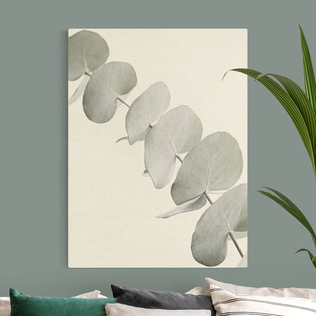 Canvastavlor blommor  Eucalyptus Branch In White Light
