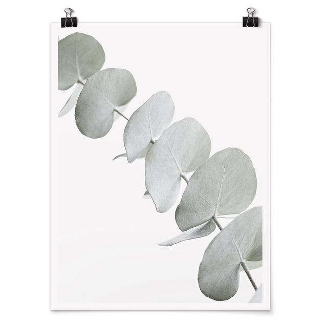 Tavlor blommor  Eucalyptus Branch In White Light