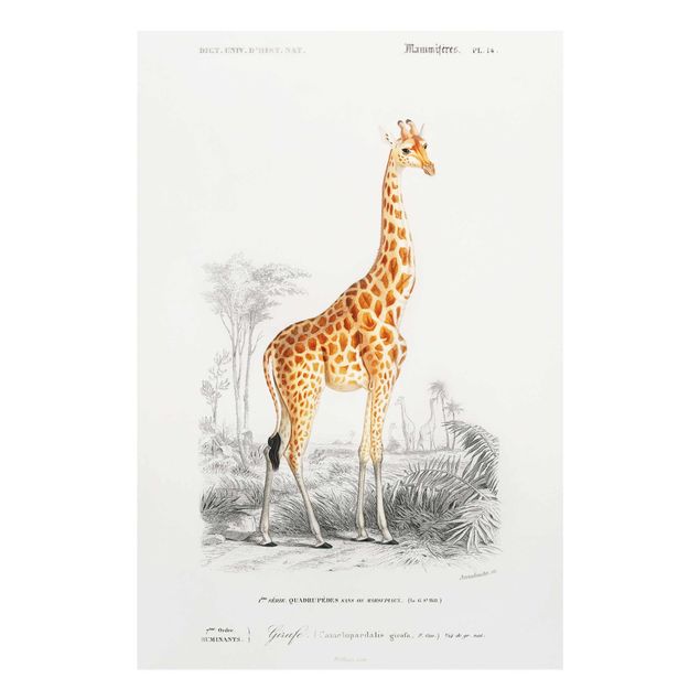 Tavlor retro Vintage Board Giraffe