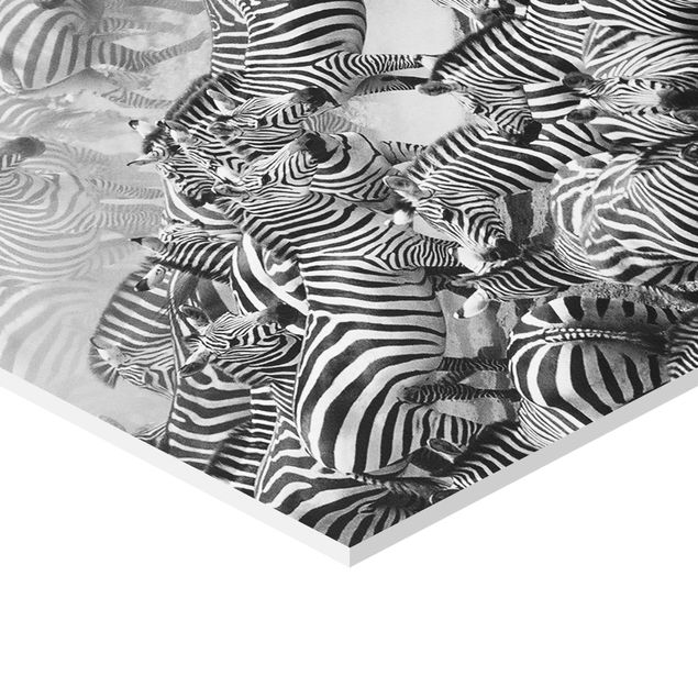 Hexagonala tavlor Zebra herd II