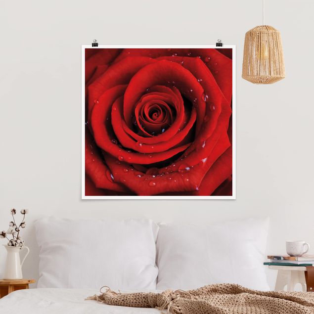 Posters blommor  Red Rose With Water Drops