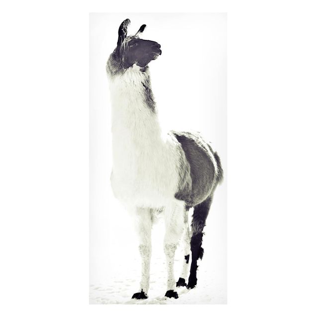 Magnettavla djur Fluffy llama