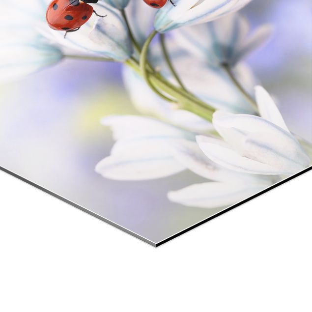 Tavlor Ladybug On Flowers