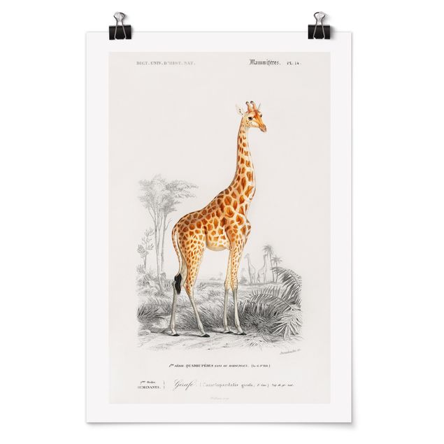 Posters djur Vintage Board Giraffe