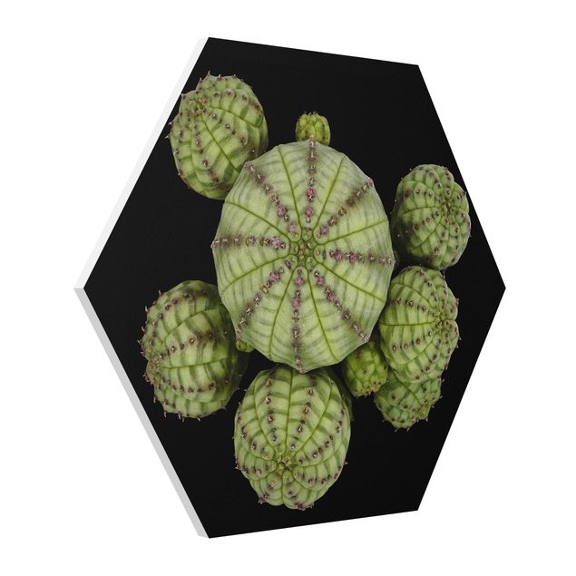 Tavlor modernt Euphorbia - Spurge Urchins
