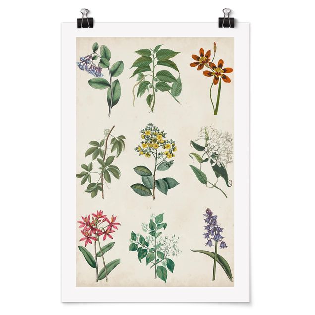 Tavlor blommor  Botanical Poster I
