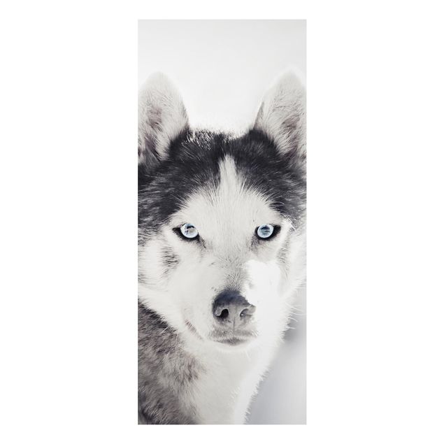 Tavlor hundar Husky Portrait