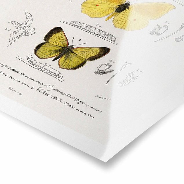 Tavlor gul Vintage Board Butterflies II