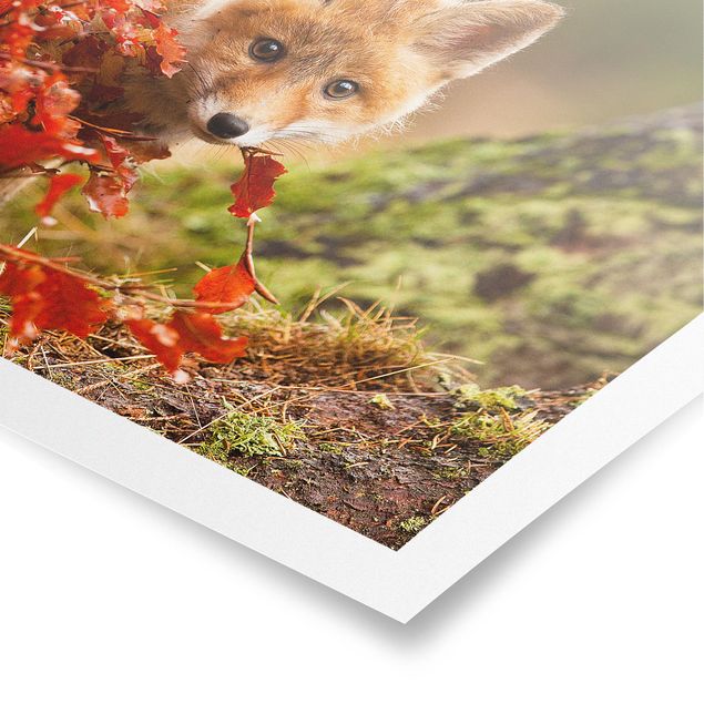 Tavlor blommor Fox In Autumn