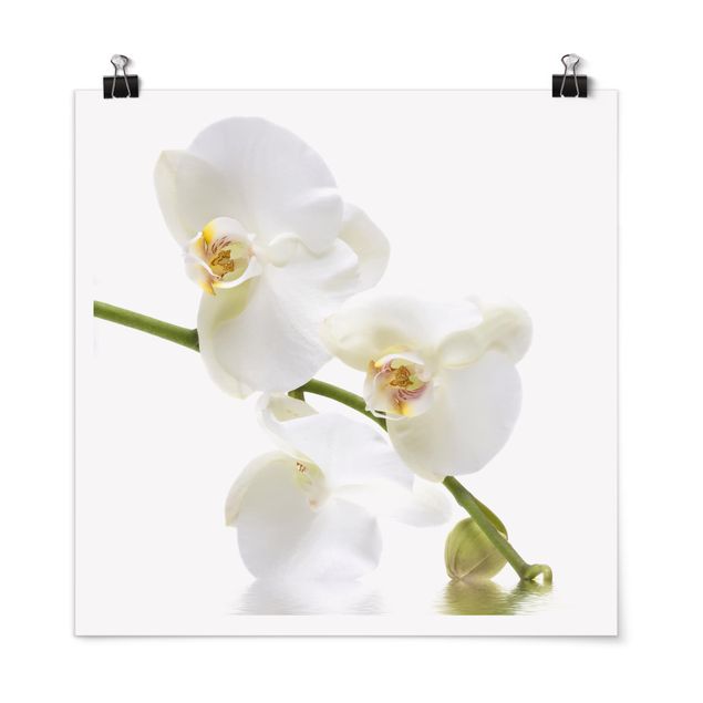 Posters blommor  White Orchid Waters