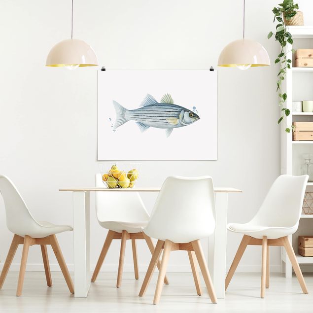 Posters djur Color Catch - White Perch