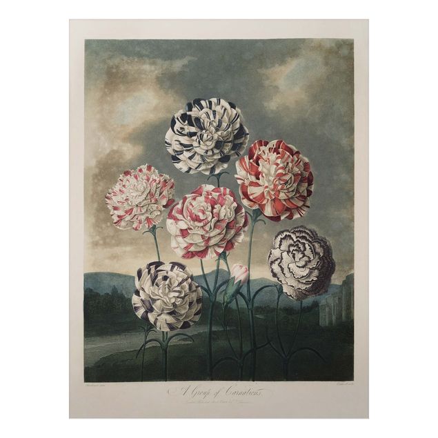 Tavlor blommor Botany Vintage Illustration Blue And Red Carnations