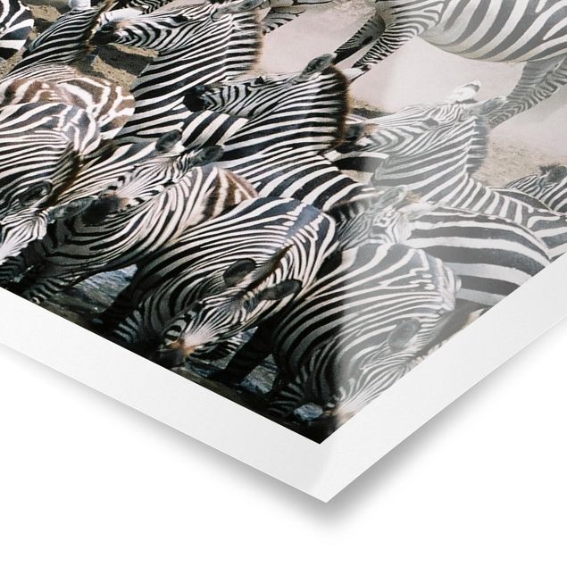 Tavlor svart och vitt Zebra Herd