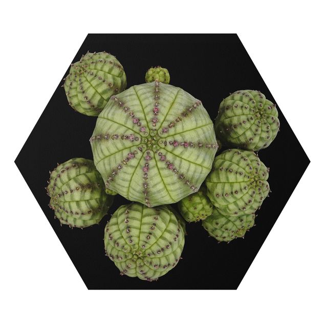 Tavlor grön Euphorbia - Spurge Urchins
