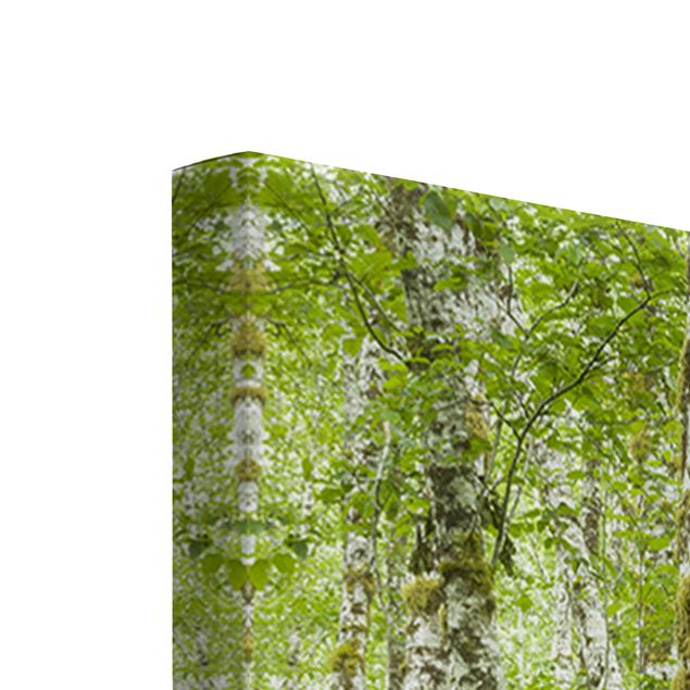 Tavlor grön Hoh Rainforest Olympic National Park