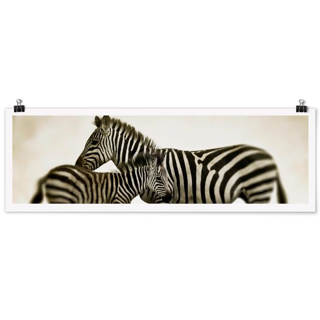 Posters djur Zebra Couple