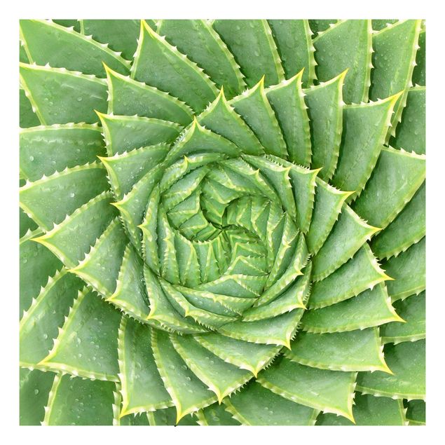 Självhäftande folier mönster Spiral Aloe