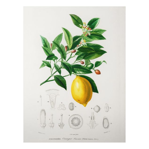 Tavlor frukter Botany Vintage Illustration Of Lemon