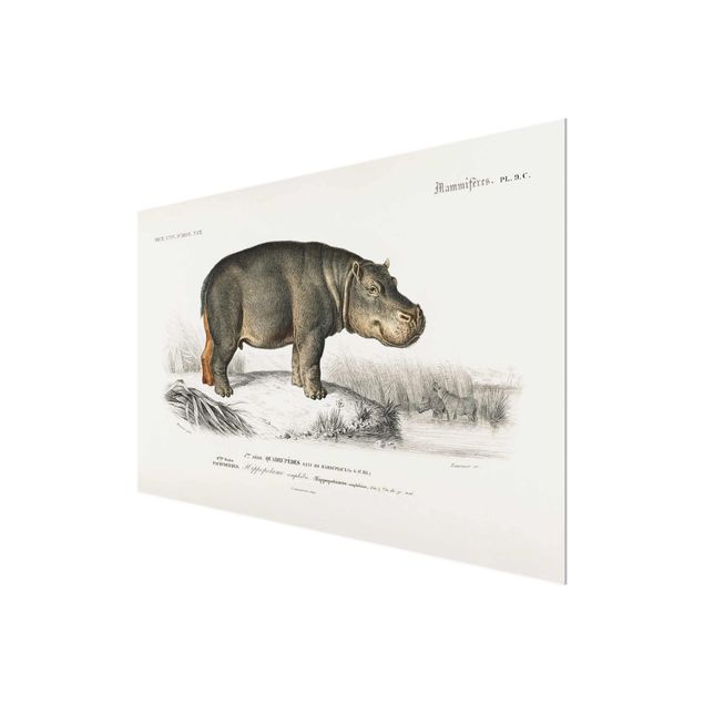 Tavlor natur Vintage Board Hippo