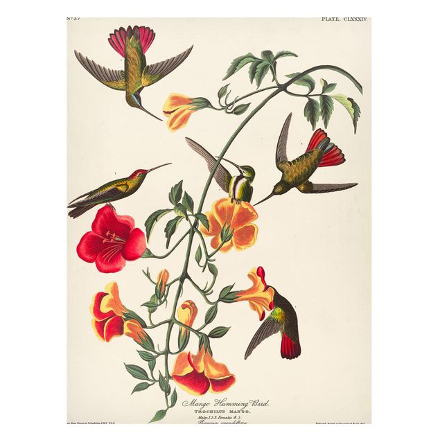 Magnettavla blommor  Vintage Board Mango Hummingbirds