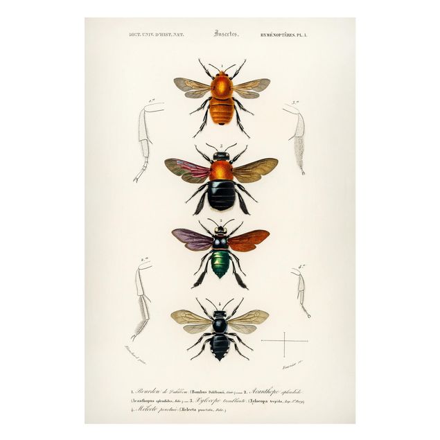 Magnettavla djur Vintage Board Insects