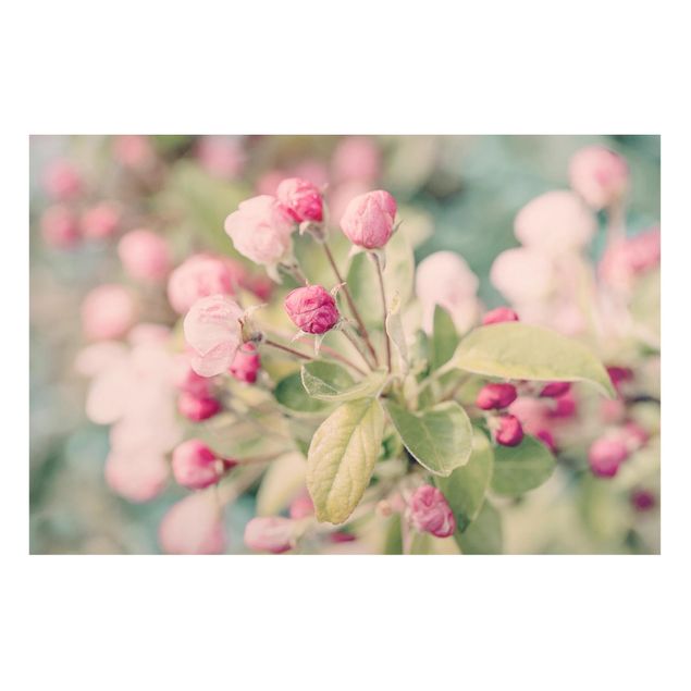 Magnettavla blommor  Apple Blossom Bokeh Light Pink