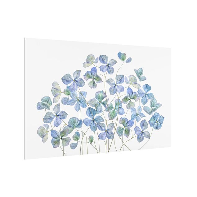 glasskivor kök Blue Hydrangea Flowers