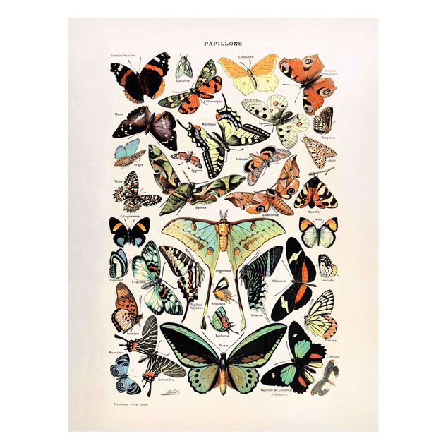 Tavlor fjärilar Vintage Board Butterflies And Moths