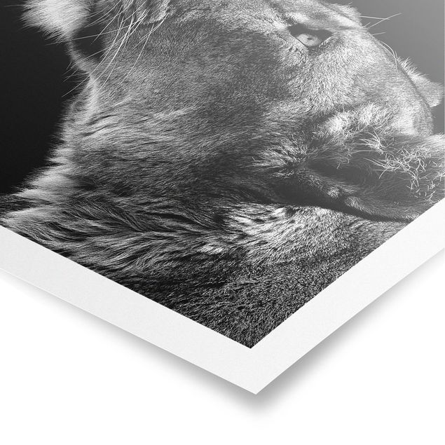 Posters djur Portrait Of A Lioness