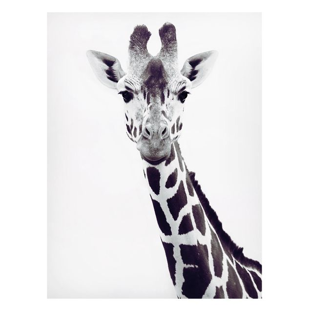 Tavlor giraffer Giraffe Portrait In Black And White