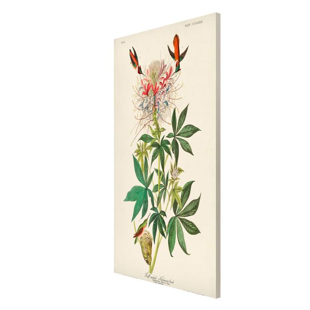 Tavlor blommor Vintage Board Allenkolibris