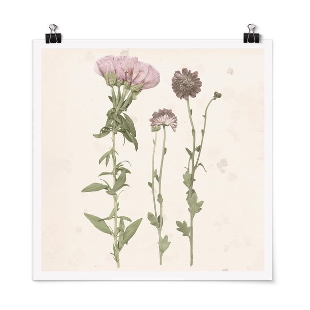 Tavlor blommor Herbarium In Pink III