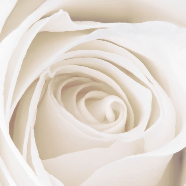 Självhäftande folier Pretty White Rose