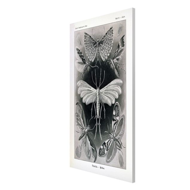 Magnettavla djur Vintage Board Moths And Butterflies
