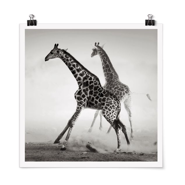 Posters svart och vitt Giraffe Hunt