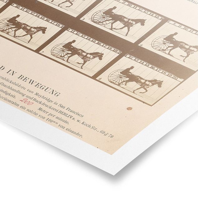Posters konstutskrifter Eadweard Muybridge - The horse in Motion