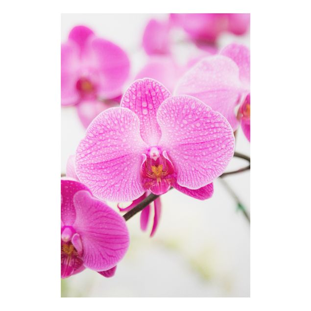 Kök dekoration Close-Up Orchid