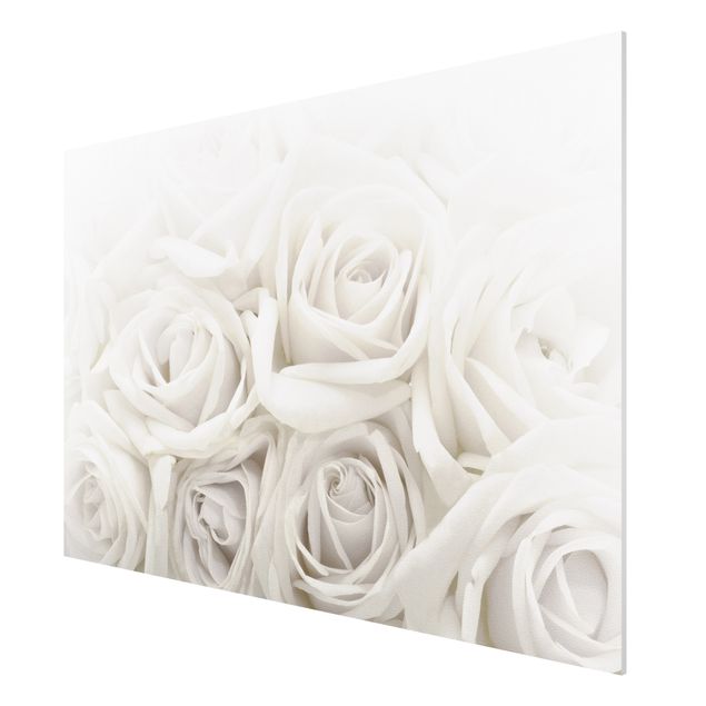 Tavlor blommor  White Roses