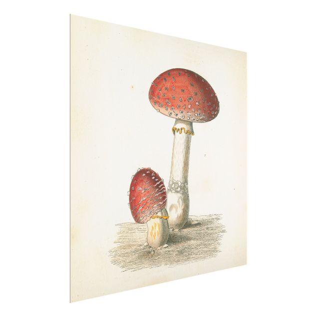 Tavlor French mushrooms II