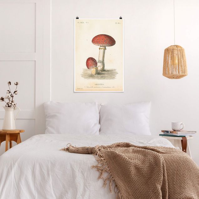 Posters vintage French mushrooms II