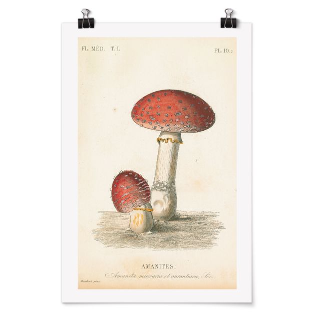 Tavlor vintage French mushrooms II