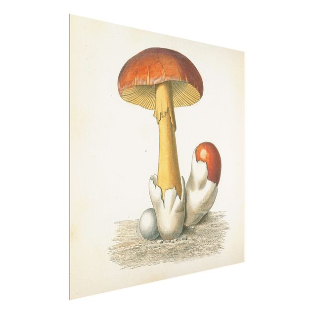 Tavlor French Mushrooms